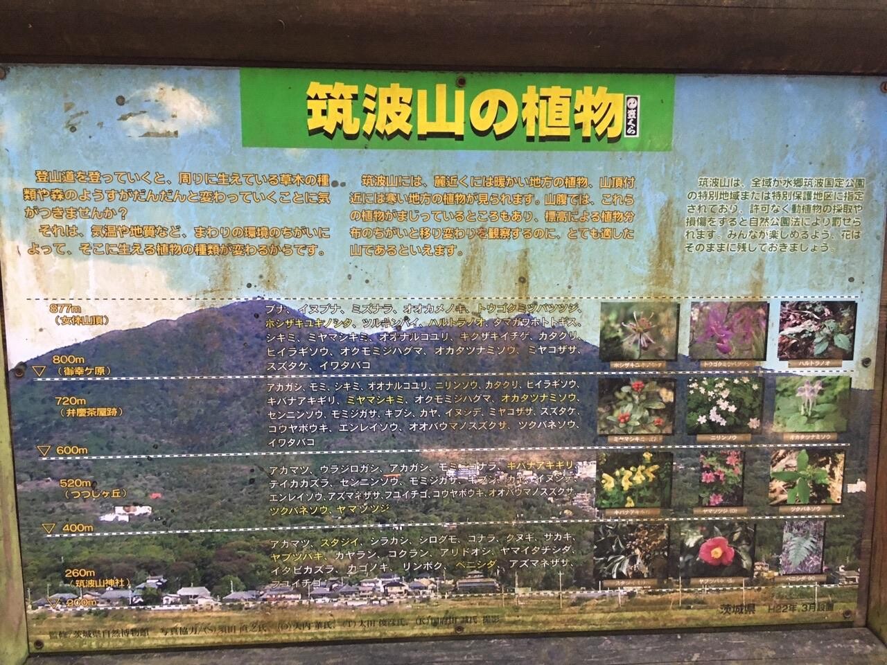 筑波山の植物
