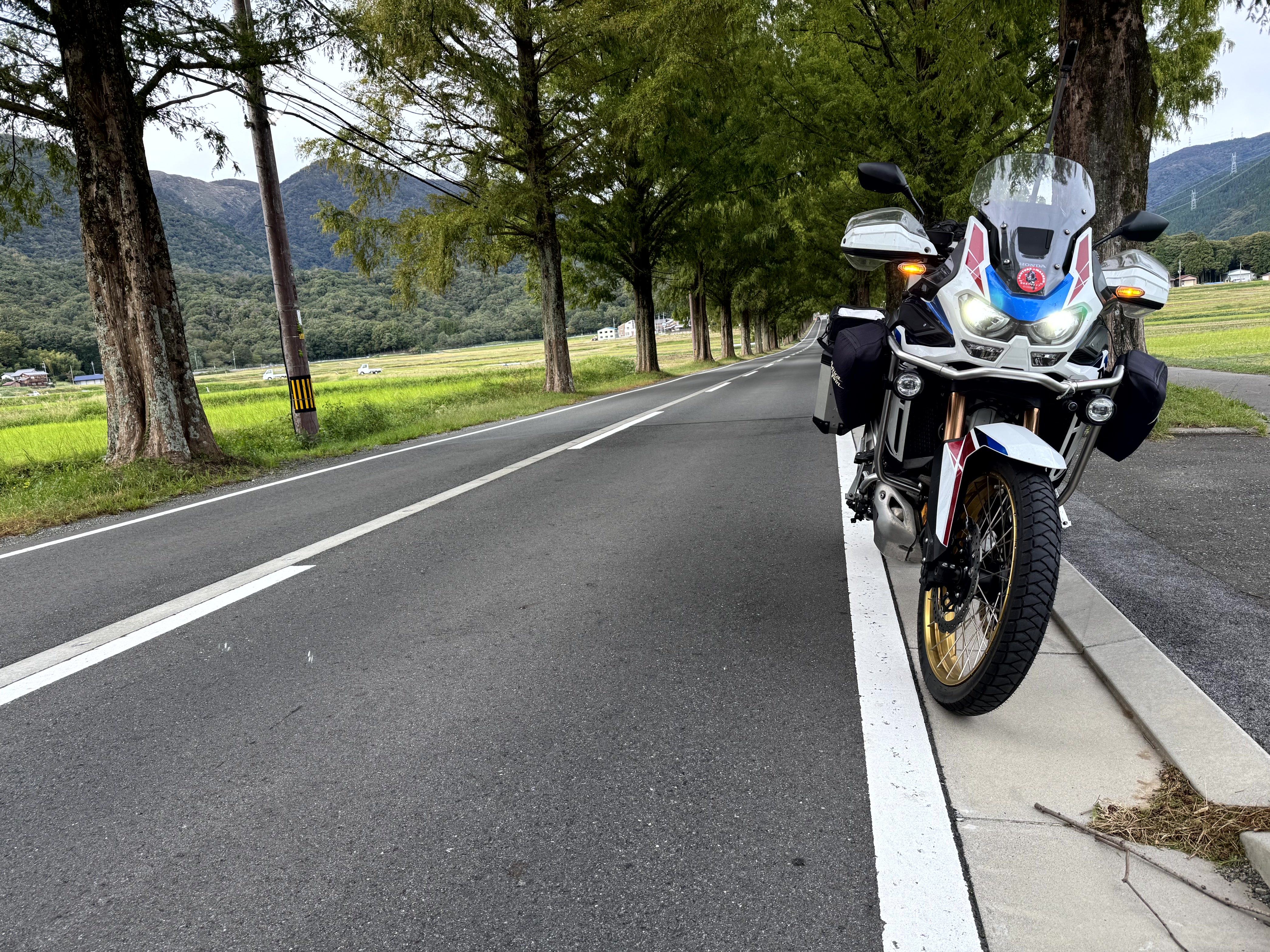 メタセコイヤ並木