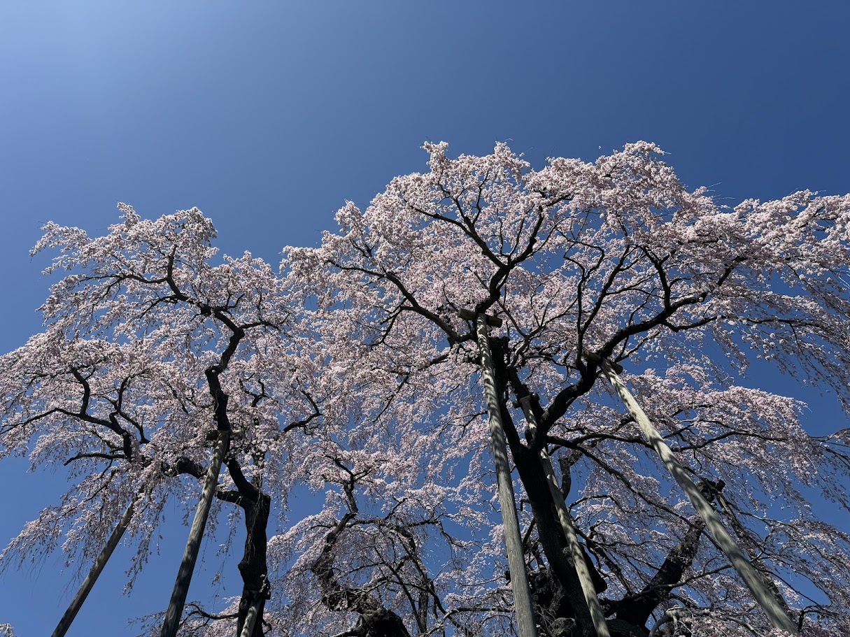 日本三大桜