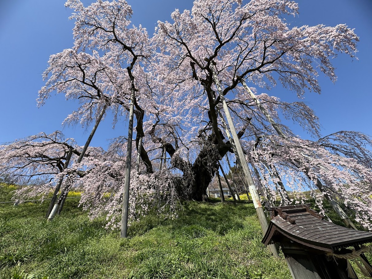 三春滝桜