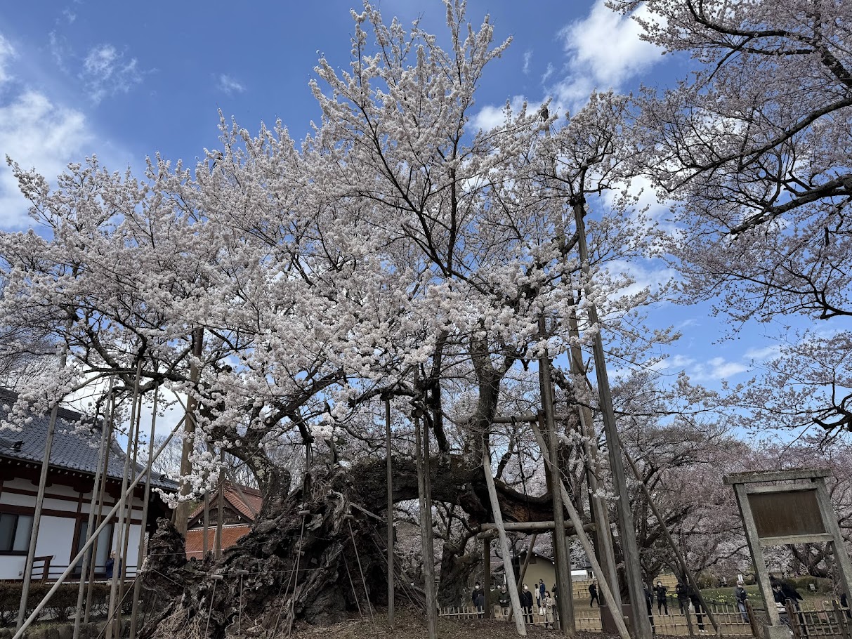 山高神代桜