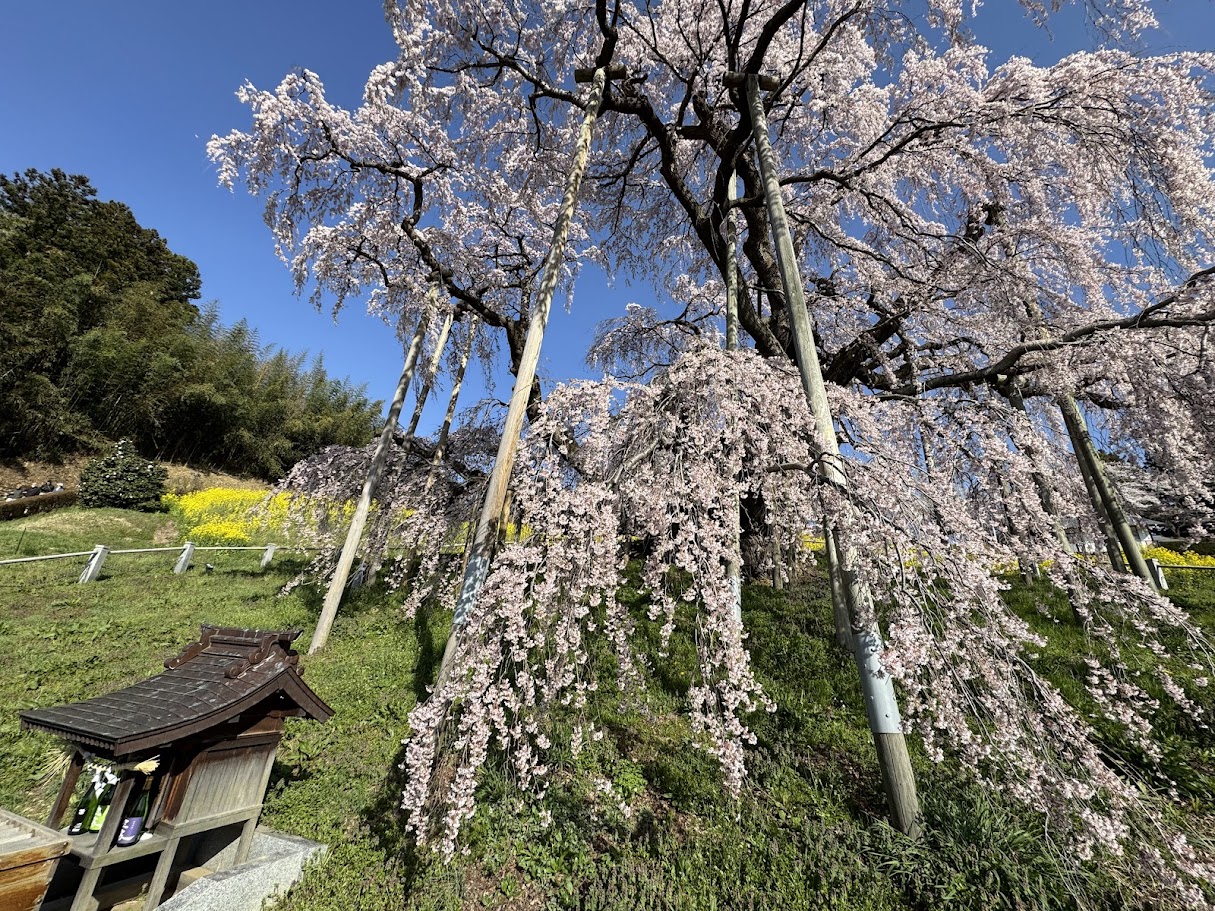 三春滝桜