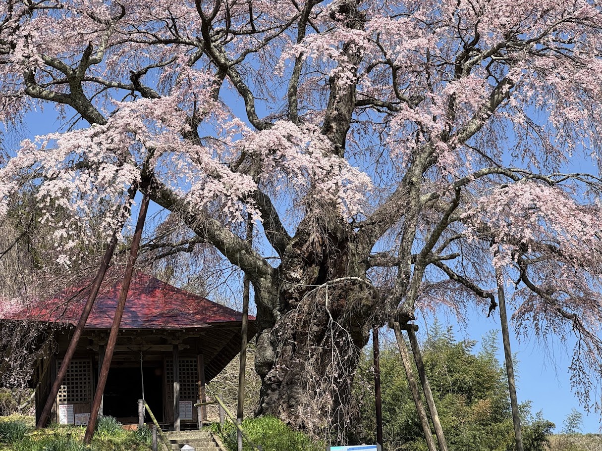 上石の不動ザクラ